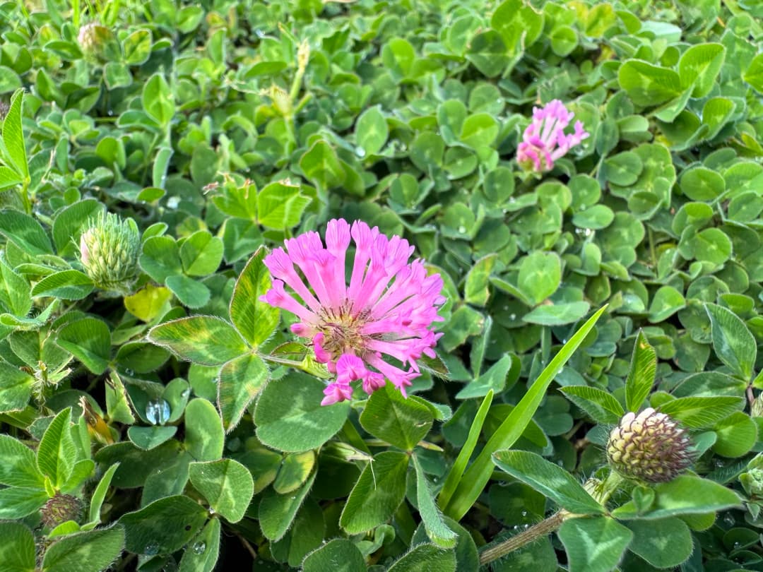 Pink clover flower growing in a bed of green clover